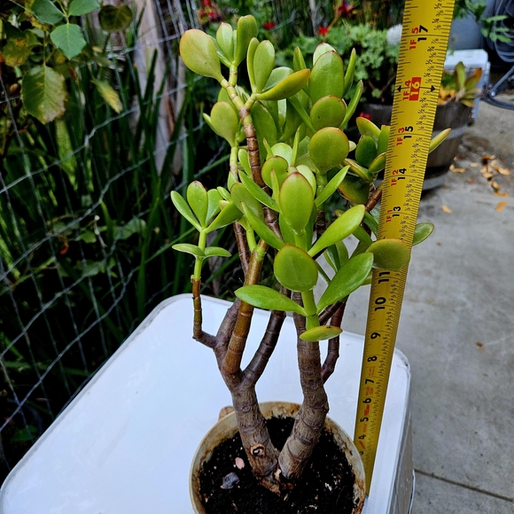 Ruby Jade Tree - Picture 3 of 4